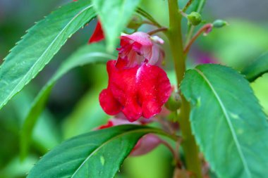 Gül balsamı çiçeği, Impatiens balsamina 