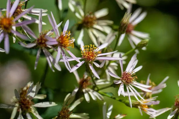 Bigleaf aster çiçekleri, Eurybia makrophylla 