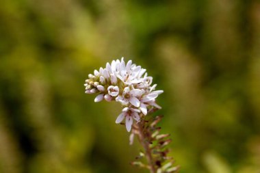 Mançurya sarı çiçekleri, Lysimachia barystachys