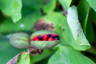 Bir orman şakayığının tohum kapsülü, Peeonia obovata