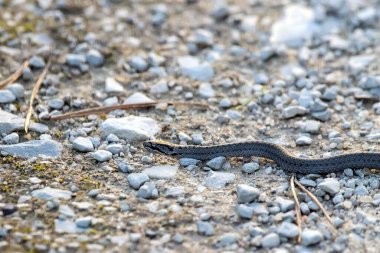 Yumuşak bir yılan, Coronella Austriaca, yolda. 