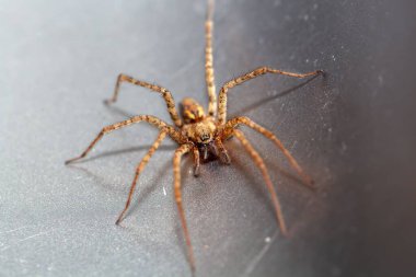 Bir kömür örümceğinin makro fotoğrafı, Tegenaria ferruginea