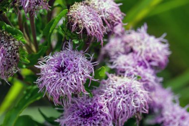 Alevli bir savananın çiçeği, Liatris scariosa