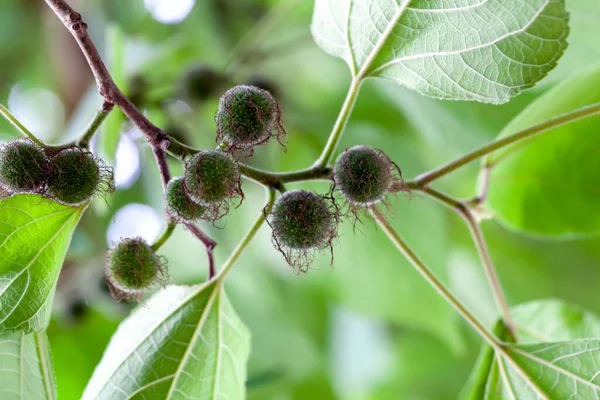 Vruchten Van Een Papieren Moerbeiboom Broussonetia Papyrifera Stockfoto