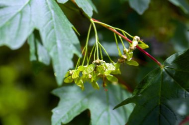 Balkan akçaağaç meyveleri, Acer hyrcanum