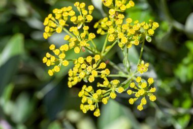 Tavşan kulağı çiçekleri, Bupleurum fruticosum.