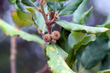 Mantar meşe ağacının meyveleri, Quercus Suber