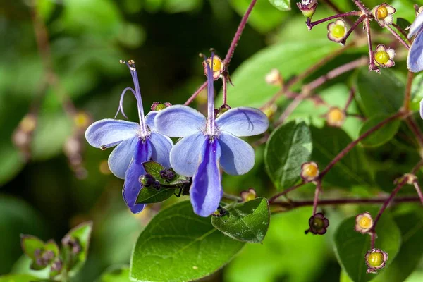Virág Egy Pillangó Bokor Rotheca Myricoides Egy Orvosi Növény Afrikából Jogdíjmentes Stock Fotók