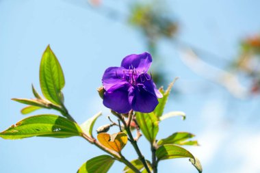 Şanlı bir çalılığın çiçeği, Tibouchina semidecandra