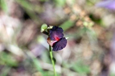 Mor bir çalılığın çiçeği, Makroptilium atropurpureum