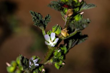 Mısırlı bir mallow çiçeği, Malva parviflora