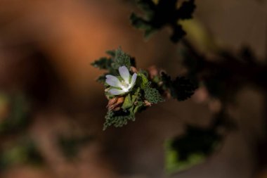 Mısırlı bir mallow çiçeği, Malva parviflora