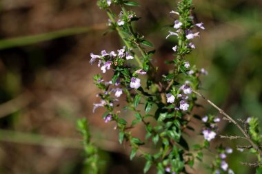 Afrika 'da yaşayan bir bitki türü olan mikromeria imbricata' nın infloresansı.. 