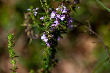 Afrika 'da yaşayan bir bitki türü olan mikromeria imbricata' nın infloresansı.. 