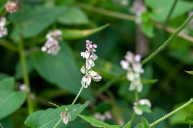 Yabani karabuğday, Fallopia kıvrımları.
