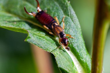 Avrupa kulaklığı, Forficula auricularia, bir bitkinin üzerinde.. 