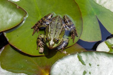 Bir havuz kurbağası, Pelophylax Dersleri, bir göletin zambakları üzerinde. 