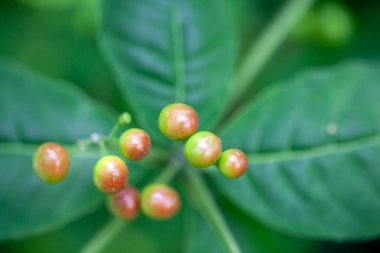 Hint yılan ayağı bitkisinin meyveleri, Rauvolfia serpentina