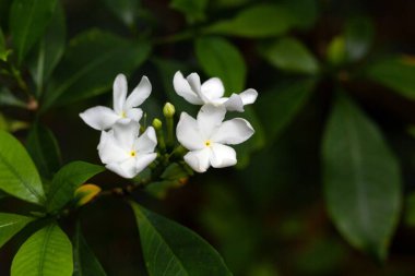 Yel değirmeni çalıları, Tabernaemontana pandacaqui