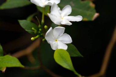 Yel değirmeni çalıları, Tabernaemontana pandacaqui
