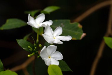 Yel değirmeni çalıları, Tabernaemontana pandacaqui