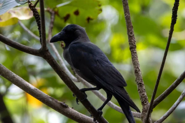 Sıradan bir karga, Corvus ihtişamlı, bir ağaçta. 