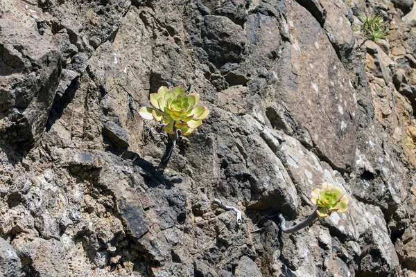 Dağ yamacındaki Aeonium ciliatum türleri