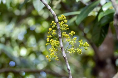 Polyspherula ağacının infloresansı, Horsfieldia polyspherula