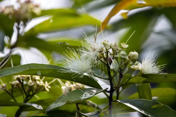 Syzygium foxworthianum ağacının çiçekleri