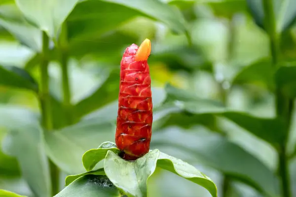 Inflorescence of a spiral ginger plant, Costus woodsonii