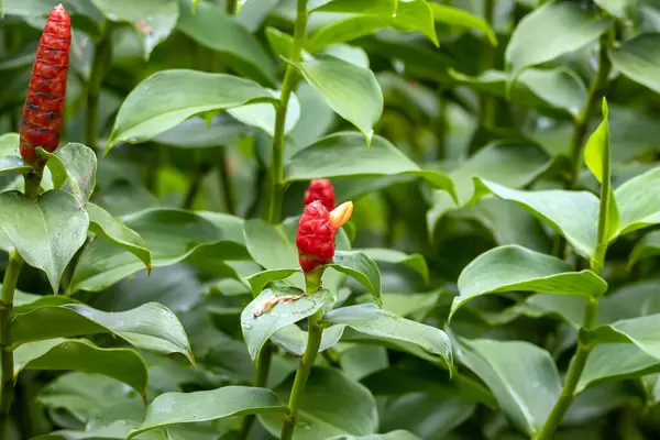 Inflorescence of a spiral ginger plant, Costus woodsonii