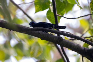 Asyalı parlak sığırcık, Aplonis Panayensis, bir ağaçta