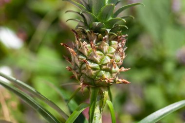 Küçük bir ananas meyvesi, Ananas ezmesi, bitkinin üzerinde.. 