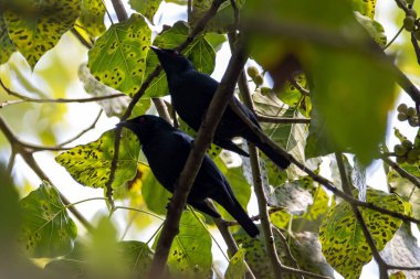 Bir çift parlak Asya sığırcığı, Aplonis panayensis, bir ağaçta