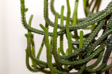 Crassula Muscosa adında bir fare kuyruğu bitkisinin yaprakları.