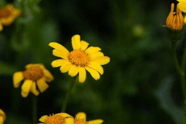 Oxford ragwort çiçekleri, Senecio squalidus