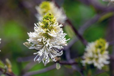 Büyülü çalı çiçekleri, Fothergilla major