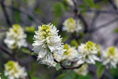 Büyülü çalı çiçekleri, Fothergilla major