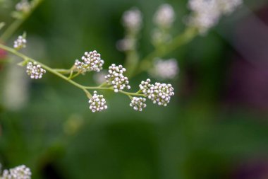 Uzun ömürlü bir biber bitkisinin aşılanması, Lepidium latifolium