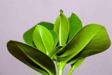 Balsam elma ağacının yaprakları, Clusia rosea