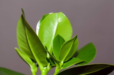 Balsam elma ağacının yaprakları, Clusia rosea