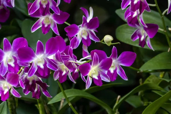 Virágok Orchidea Faj Dendrobium Sonia Stock Kép