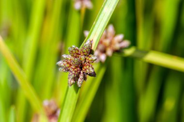 Bir bataklık çiçeğinin başı, Schoenoplectiella mucronata