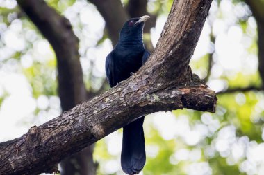 Asyalı erkek bir Koel, Eudinnamys skolopaceus, bir yağmur ormanında.. 