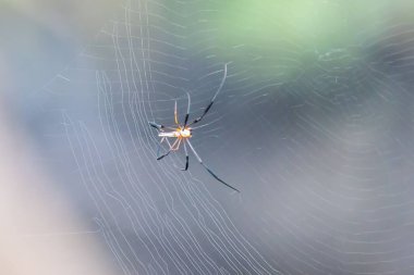 Kuzey altın küre dokumacı, Nephila pilipes, ağda. 