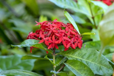 Java ixora çiçekleri, Ixora javanica
