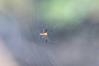 Kuzey altın küre dokumacı, Nephila pilipes, ağda. 