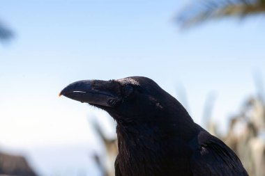 Sıradan bir kuzgunun portresi, Corvus Corax