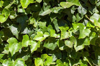 Kanarya Adası sarmaşığı, Hedera canariensis