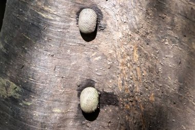 Güneydoğu Asya 'da bir mangrov ağacında Nerita Articulata adlı Nerita salyangozları.. 